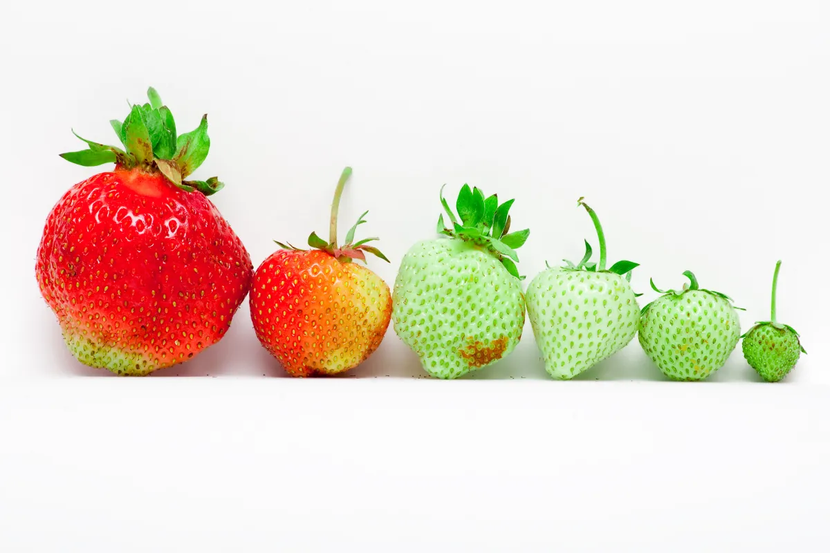 En este momento estás viendo Maduración de frutas: clave en la calidad de purés industriales